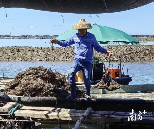 工人将打捞的珠贝运上岸。